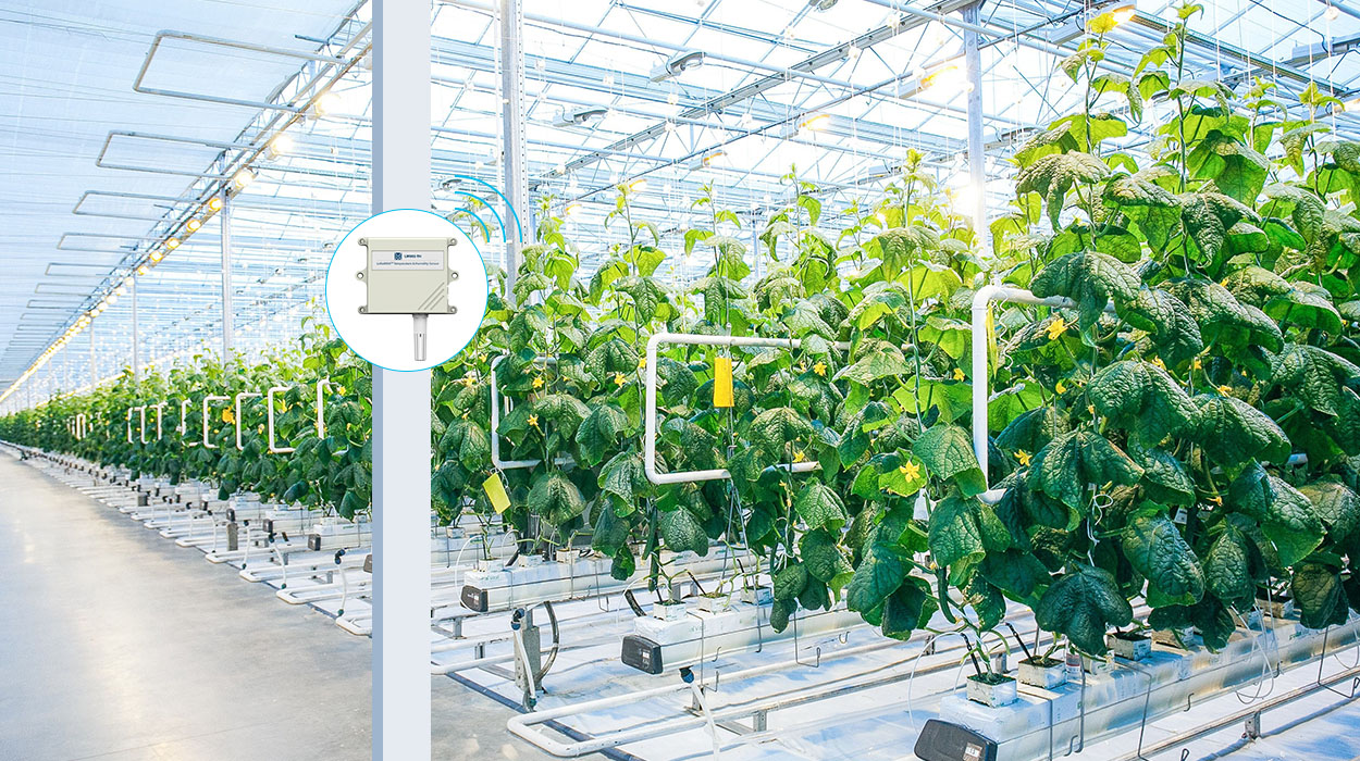 lorawan solutions in Data-driven agriculture