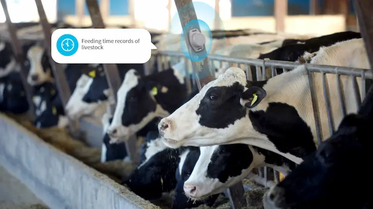 牲畜健康监测 - 智慧农业物联网系统