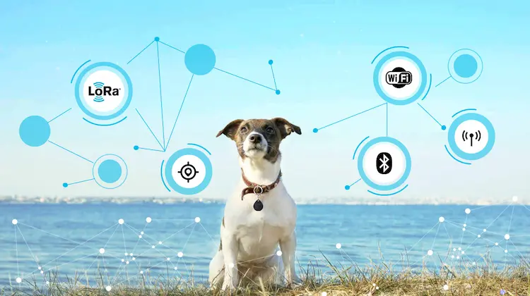 Différentes techniques de systèmes de suivi des animaux de compagnie IoT