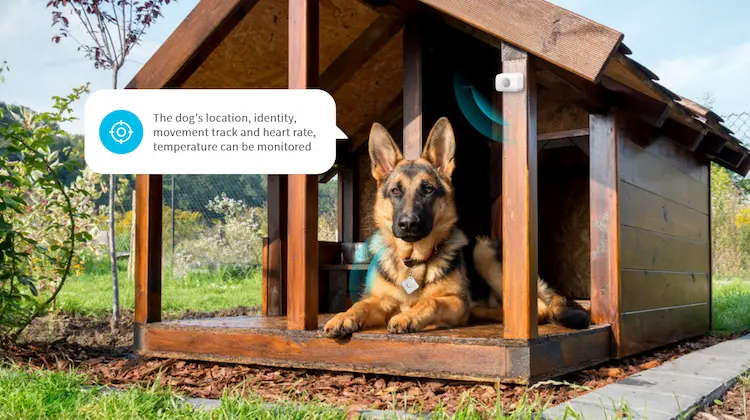 Dispositivos portátiles para mascotas