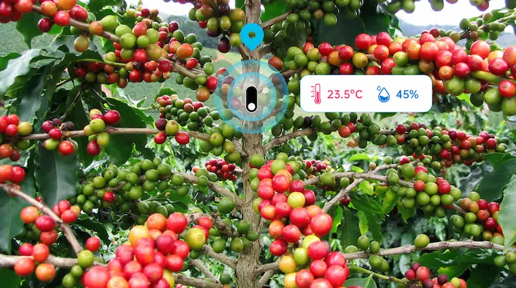 The Internet of Things in coffee agriculture