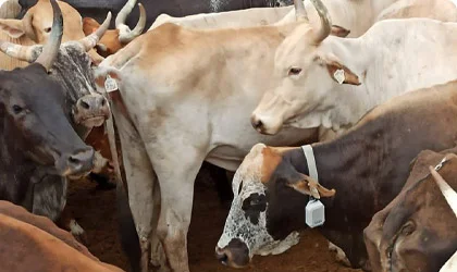 cows wearing LoRaWAN trackers